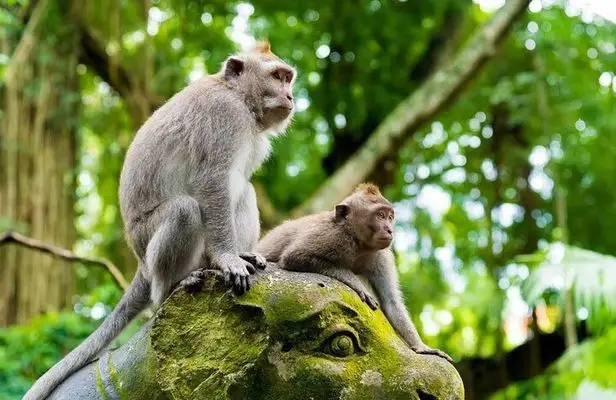 Ubud Tour