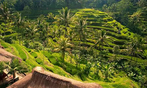 Ubud Tour